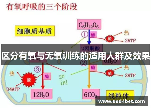 区分有氧与无氧训练的适用人群及效果