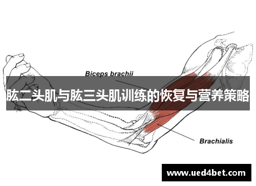 肱二头肌与肱三头肌训练的恢复与营养策略